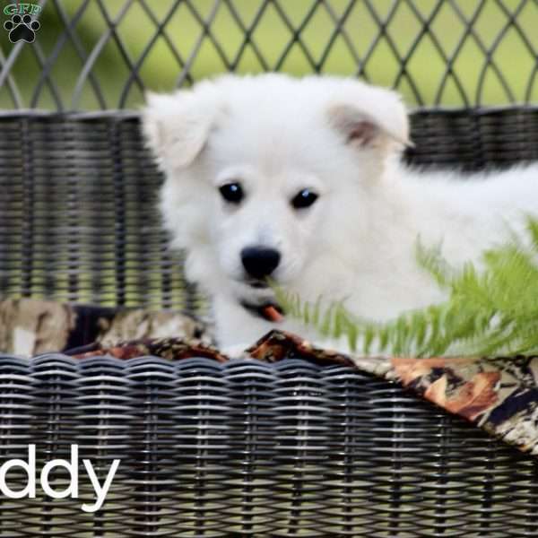 Buddy, American Eskimo Puppy